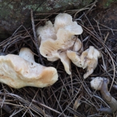 Unidentified Cap on a stem; gills below cap [mushrooms or mushroom-like] at Latham, ACT - 21 Jun 2020 by Caric