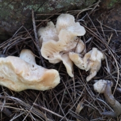 Unverified Cap on a stem; gills below cap [mushrooms or mushroom-like] at Latham, ACT - 21 Jun 2020 by Caric