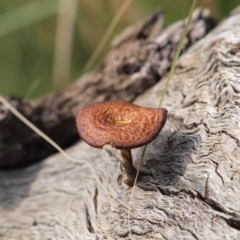 Lentinus arcularius (Fringed Polypore) at Latham, ACT - 28 Mar 2016 by Caric