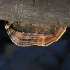 Trametes versicolor (Turkey Tail) at Macgregor, ACT - 14 Jul 2020 by Caric