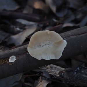 Trametes versicolor at Macgregor, ACT - 14 Jul 2020