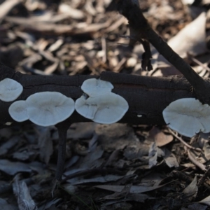 Trametes versicolor at Macgregor, ACT - 14 Jul 2020 02:52 PM