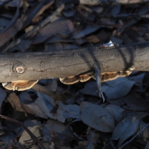 Trametes versicolor at Macgregor, ACT - 14 Jul 2020 02:52 PM