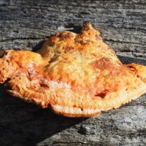 Trametes coccinea at Latham, ACT - 25 Jun 2020