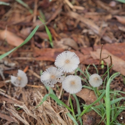Coprinellus etc. (An Inkcap) at Umbagong District Park - 29 Mar 2014 by Caric
