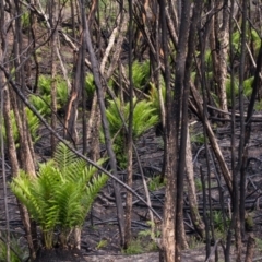 Todea barbara (King Fern) at Croajingolong National Park (Vic) - 11 Mar 2020 by Jek