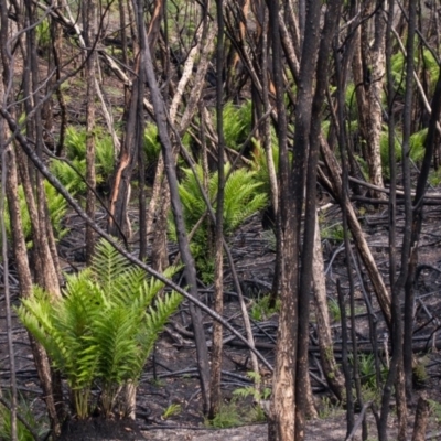 Todea barbara (King Fern) at Croajingolong National Park (Vic) - 11 Mar 2020 by Jek