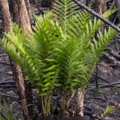 Todea barbara at Croajingolong National Park (Vic) - suppressed