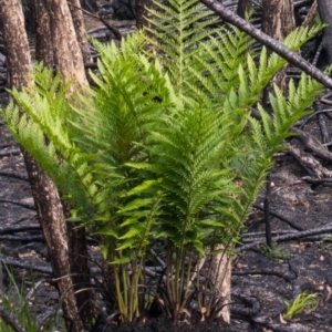 Todea barbara at Croajingolong National Park (Vic) - suppressed