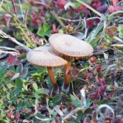 Unverified Cap on a stem; gills below cap [mushrooms or mushroom-like] at Latham, ACT - 5 Jun 2020 by Caric