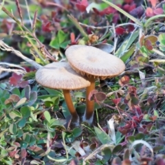 Unidentified Cap on a stem; gills below cap [mushrooms or mushroom-like] at Latham, ACT - 5 Jun 2020 by Caric