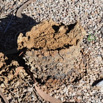 Pisolithus marmoratus (Horse Dung Fungus) at Latham, ACT - 5 Jun 2020 by Caric