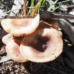Unverified Cap on a stem; gills below cap [mushrooms or mushroom-like] at Latham, ACT - 10 May 2020 by Caric