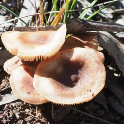 Unverified Cap on a stem; gills below cap [mushrooms or mushroom-like] at Latham, ACT - 10 May 2020 by Caric