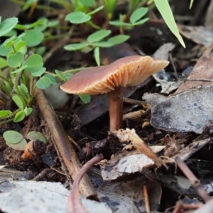 Collybia s.l. at Latham, ACT - 21 Jun 2020