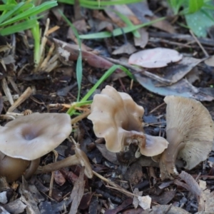 Clitocybe s. l. at Latham, ACT - 21 Jun 2020