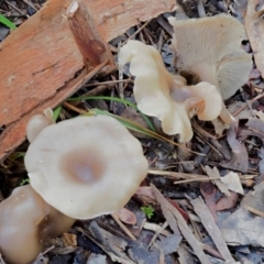 Clitocybe s. l. at Latham, ACT - 21 Jun 2020