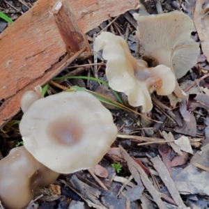 Clitocybe s. l. at Latham, ACT - 21 Jun 2020