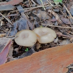 Clitocybe s. l. at Latham, ACT - 21 Jun 2020