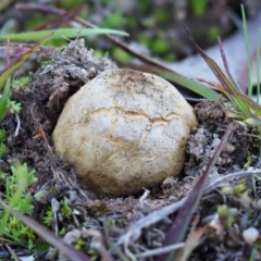 Scleroderma sp. (Scleroderma) at Umbagong District Park - 5 Jun 2020 by Caric