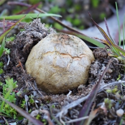 Scleroderma sp. (Scleroderma) at Umbagong District Park - 5 Jun 2020 by Caric