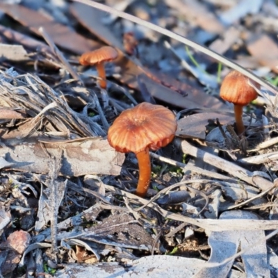 Laccaria sp. (Laccaria) at Umbagong District Park - 4 Jun 2020 by Caric