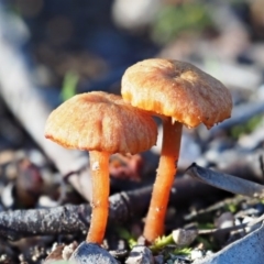 Laccaria sp. at Latham, ACT - 4 Jun 2020