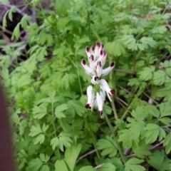 Fumaria capreolata (White Fumitory) at Mount Ainslie - 9 Aug 2020 by SilkeSma