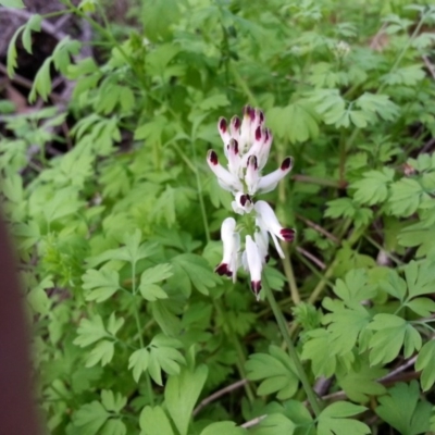 Fumaria capreolata (White Fumitory) at Majura, ACT - 9 Aug 2020 by SilkeSma