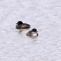 Tachybaptus novaehollandiae (Australasian Grebe) at Hume, ACT - 9 Aug 2020 by RodDeb