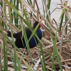 Porphyrio melanotus (Australasian Swamphen) at Hume, ACT - 9 Aug 2020 by RodDeb