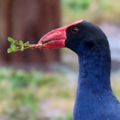 Porphyrio melanotus (Australasian Swamphen) at Hume, ACT - 9 Aug 2020 by RodDeb