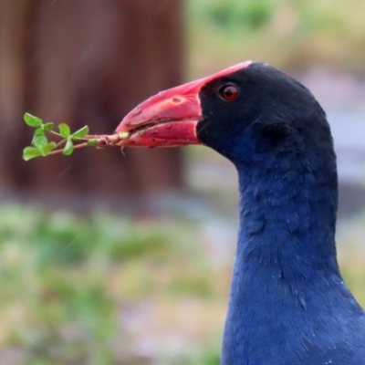 Porphyrio melanotus (Australasian Swamphen) at Hume, ACT - 9 Aug 2020 by RodDeb