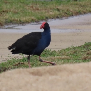 Porphyrio melanotus at Hume, ACT - 9 Aug 2020