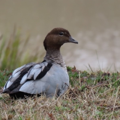 Chenonetta jubata (Australian Wood Duck) at Hume, ACT - 9 Aug 2020 by RodDeb