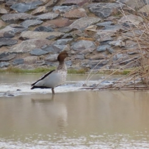 Chenonetta jubata at Hume, ACT - 9 Aug 2020