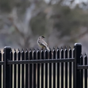 Anthochaera carunculata at Hume, ACT - 9 Aug 2020