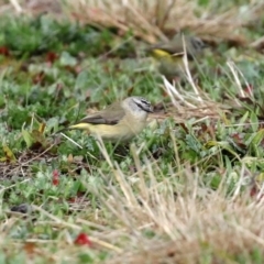 Acanthiza chrysorrhoa (Yellow-rumped Thornbill) at Hume, ACT - 9 Aug 2020 by RodDeb