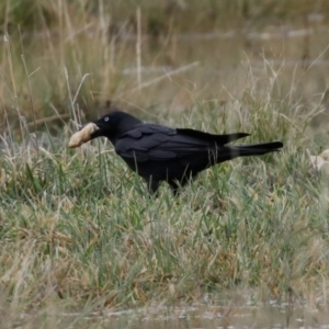 Corvus coronoides at Hume, ACT - 9 Aug 2020