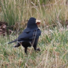 Corvus coronoides at Hume, ACT - 9 Aug 2020