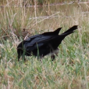Corvus coronoides at Hume, ACT - 9 Aug 2020