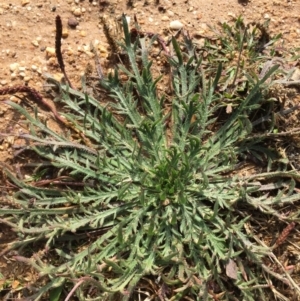 Plantago coronopus subsp. commutata at Lower Boro, NSW - 10 Aug 2020