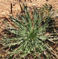 Plantago coronopus subsp. commutata at Lower Boro, NSW - 10 Aug 2020 by mcleana