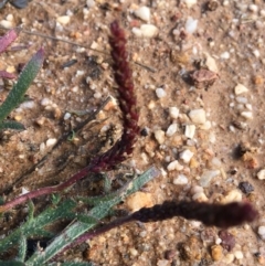 Plantago coronopus subsp. commutata at Lower Boro, NSW - 10 Aug 2020