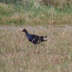 Porphyrio melanotus (Australasian Swamphen) at Hume, ACT - 9 Aug 2020 by RodDeb