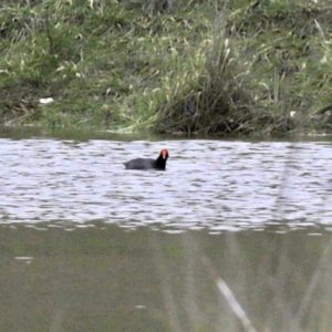 Gallinula tenebrosa at Hume, ACT - 9 Aug 2020