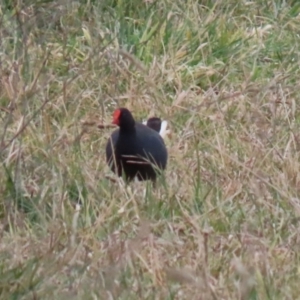 Gallinula tenebrosa at Hume, ACT - 9 Aug 2020