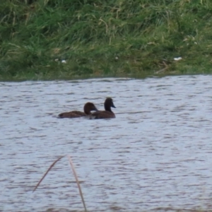 Aythya australis at Hume, ACT - 9 Aug 2020