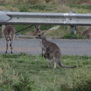 Macropus giganteus at Hume, ACT - 9 Aug 2020 03:54 PM