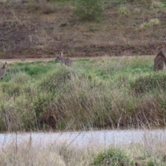 Macropus giganteus at Hume, ACT - 9 Aug 2020 03:54 PM